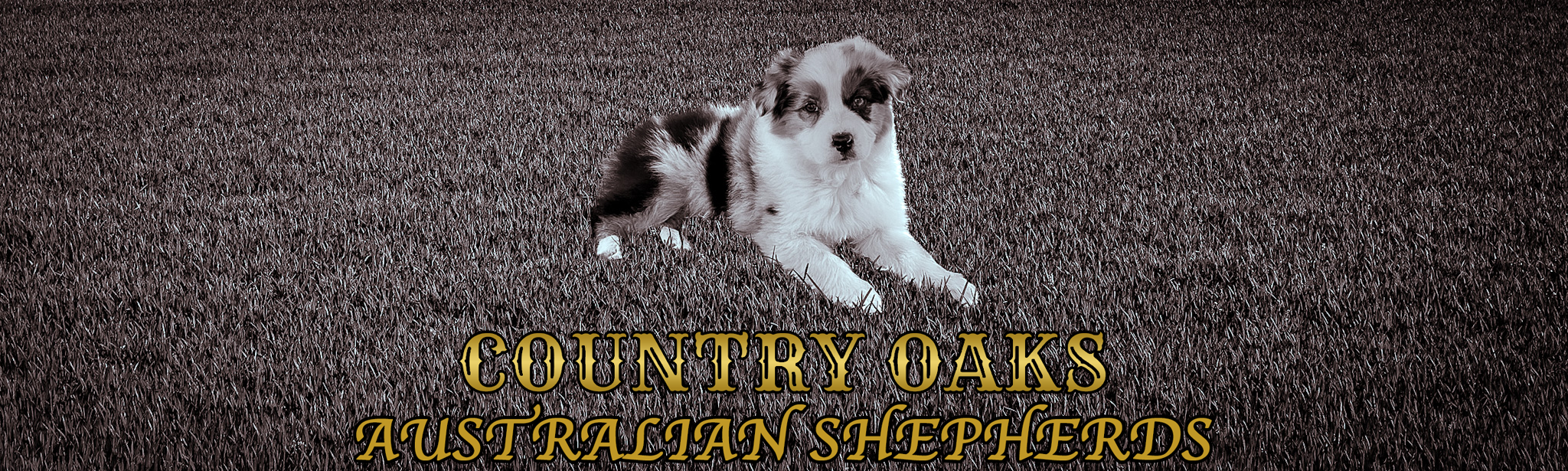 Country Oaks Australian Shepherds Banner