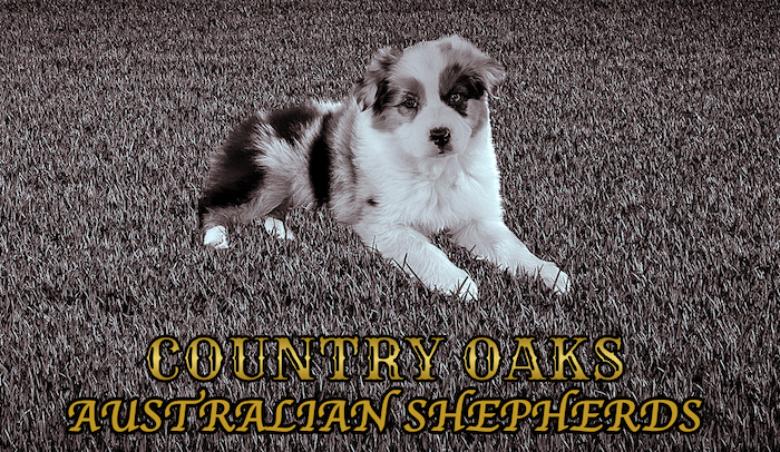 Country Oaks Australian Shepherds Mobile